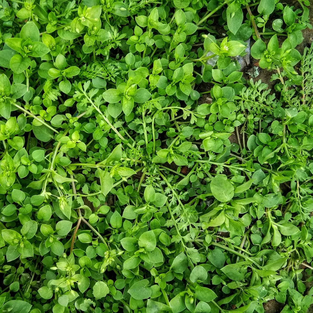 eliminate chickweed