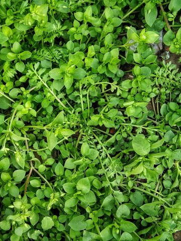 eliminate chickweed