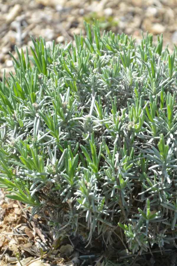 lavender waking up in spring