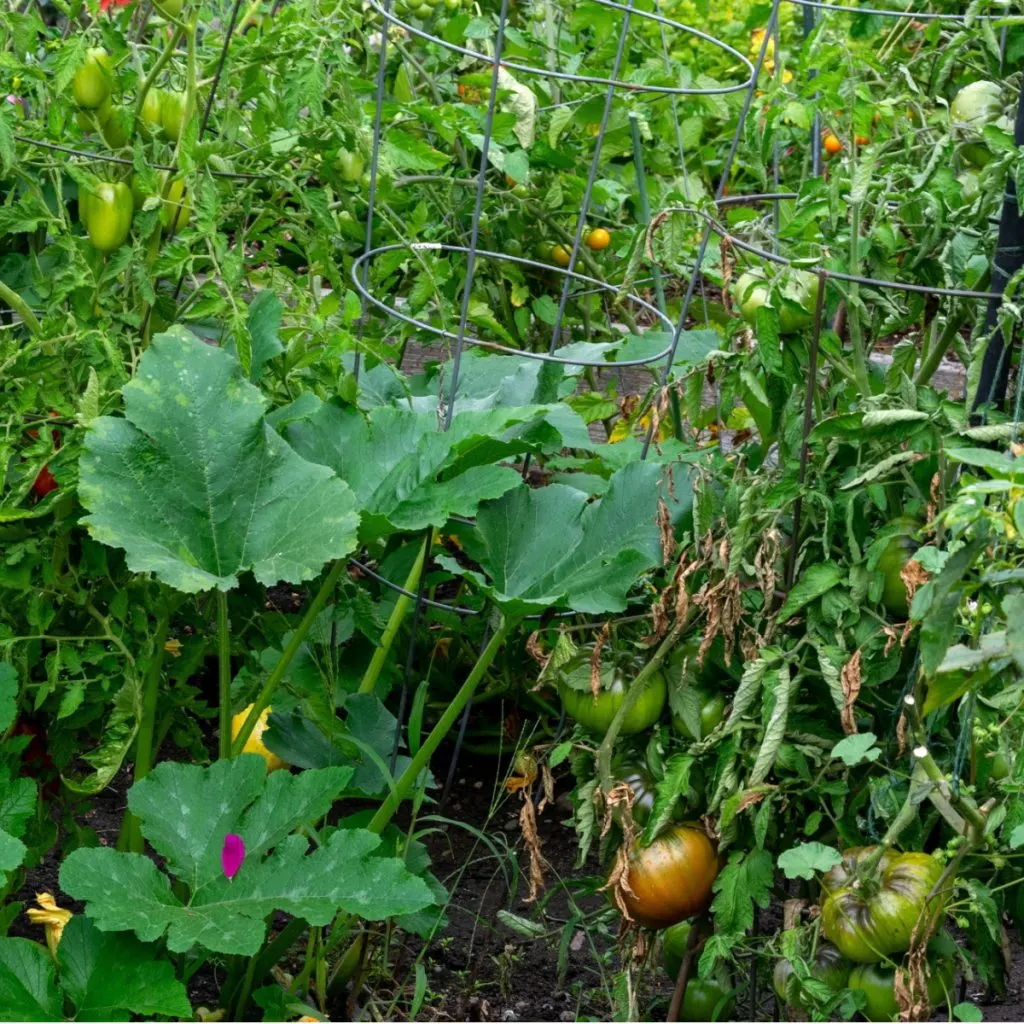 vegetable plants to never grow near tomato plants