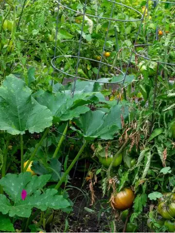 vegetable plants to never grow near tomato plants