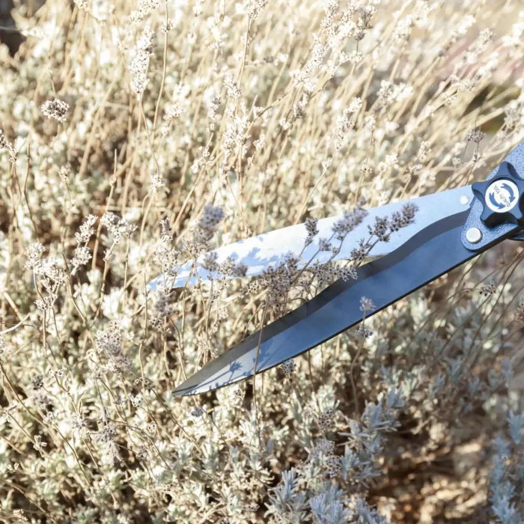 mistakes with lavender in early spring