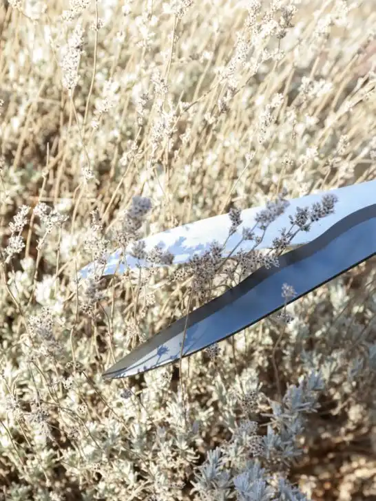 mistakes with lavender in early spring