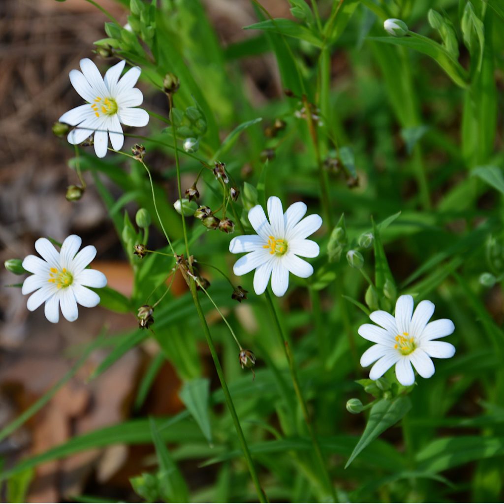 chickweed spreading