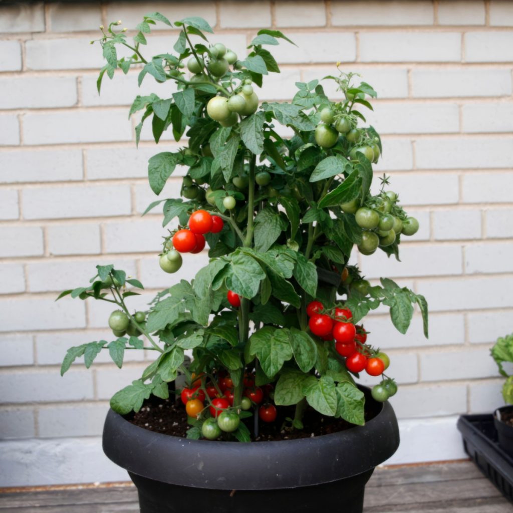 grow tomatoes in pots and containers