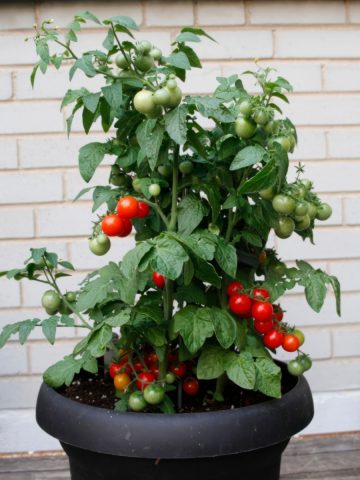 grow tomatoes in pots and containers