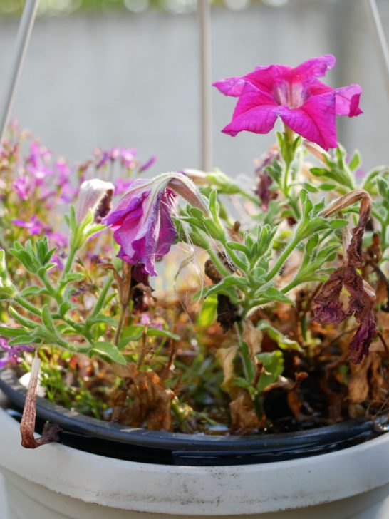 hanging baskets struggle