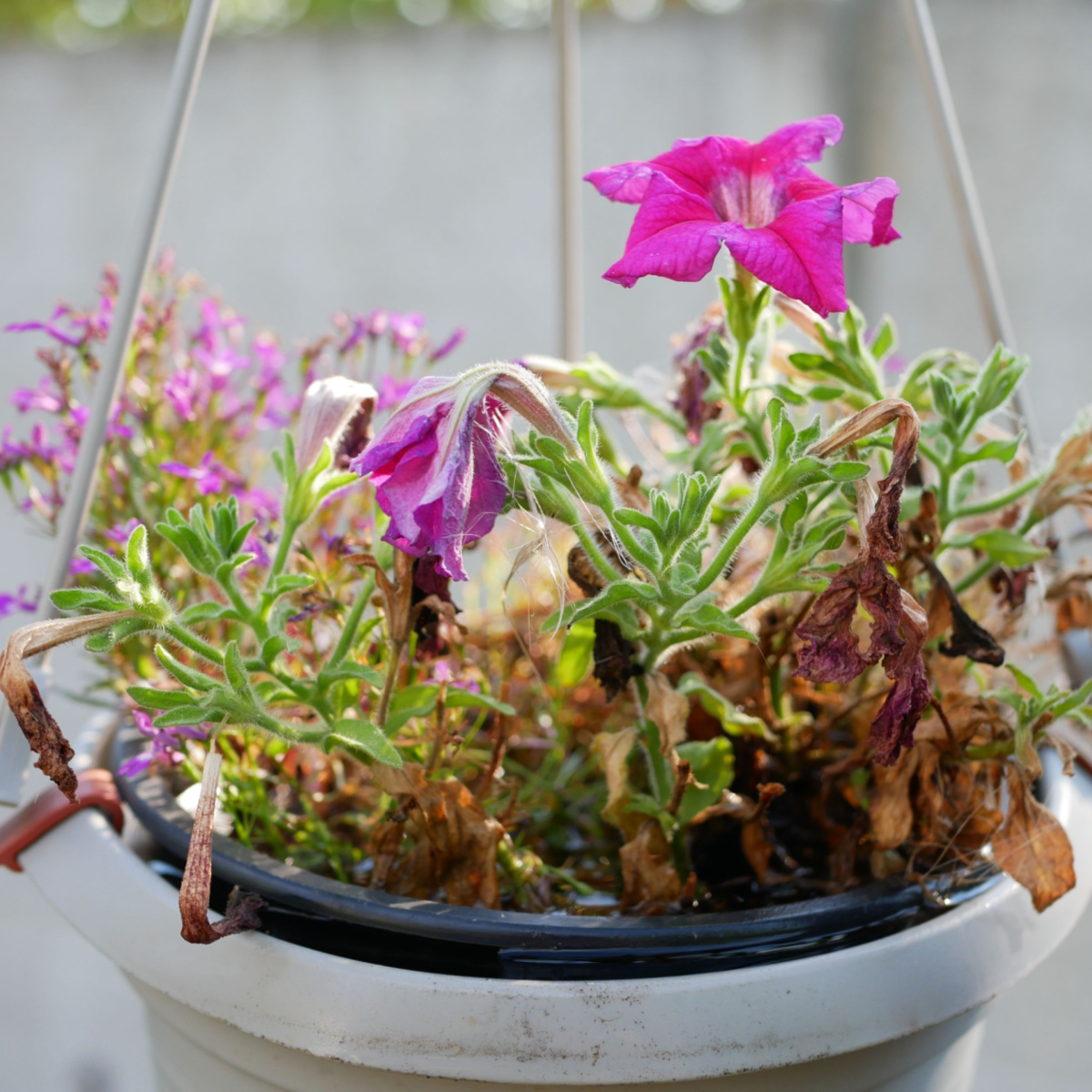 hanging baskets struggle