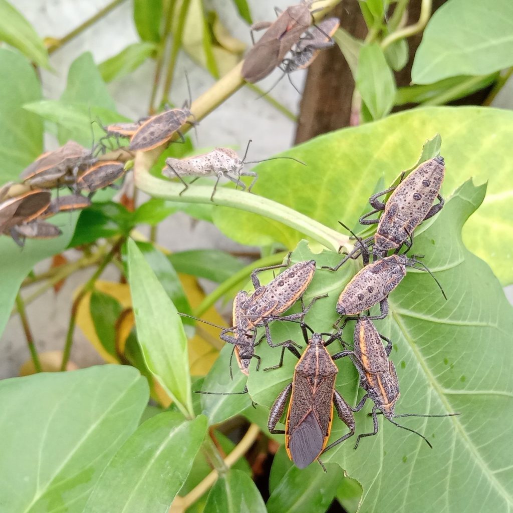 squash bugs