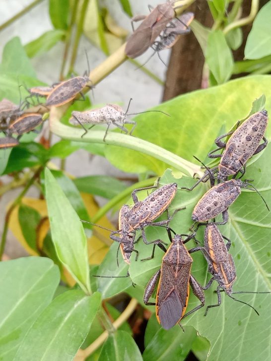 squash bugs