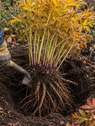 dividing peonies in the fall