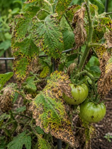 what to do with tomato blight