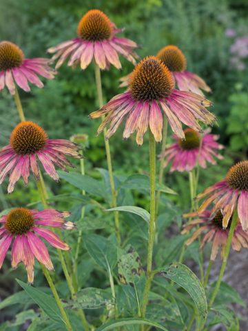 coneflowers done blooming