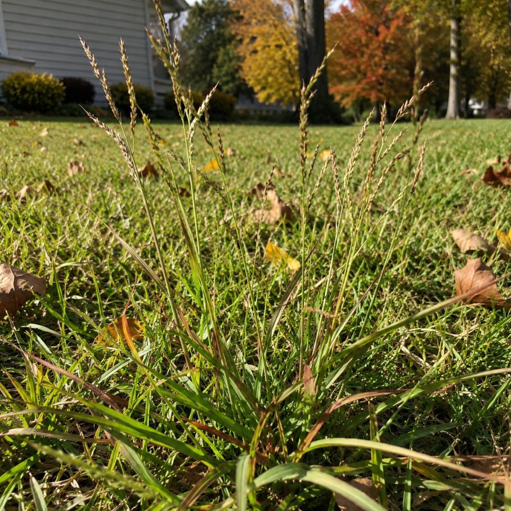 crabgrass in late summer