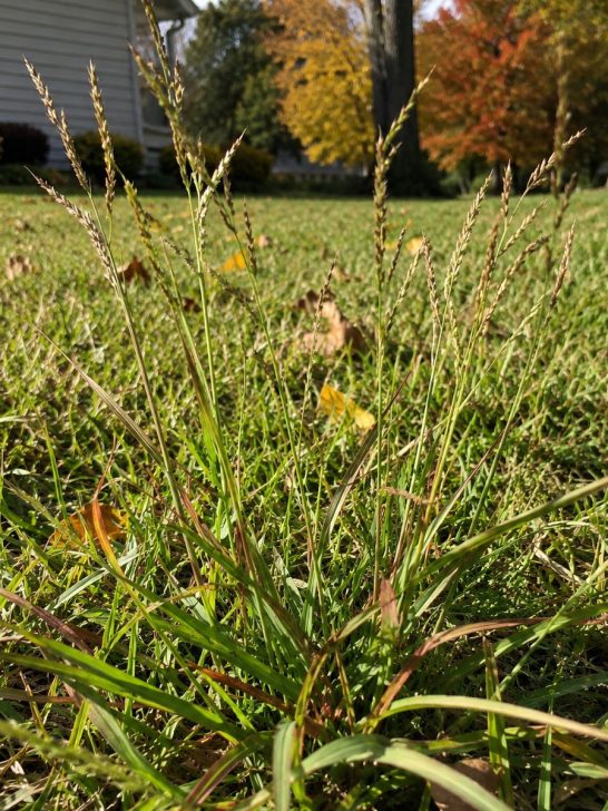 crabgrass in late summer