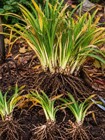 best perennials to divide this fall