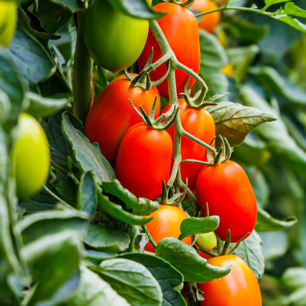keep tomato plants productive
