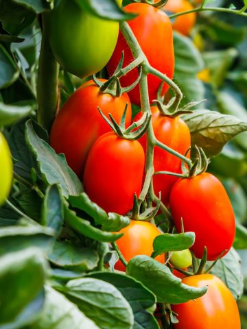 keep tomato plants productive
