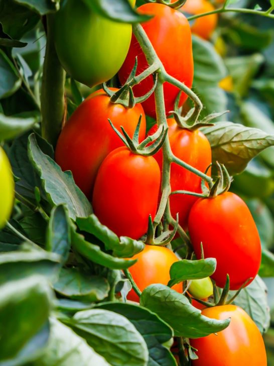 keep tomato plants productive