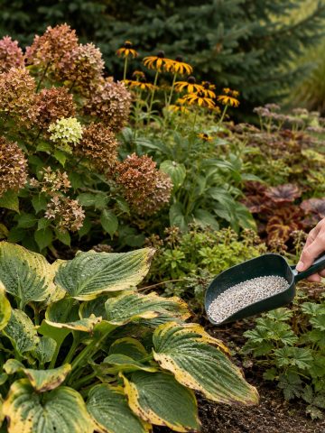 plants to stop fertilizing in late summer