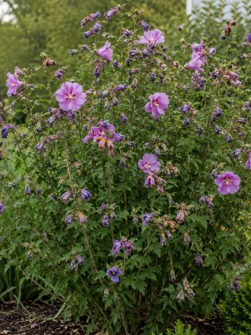 rose of Sharon after it blooms