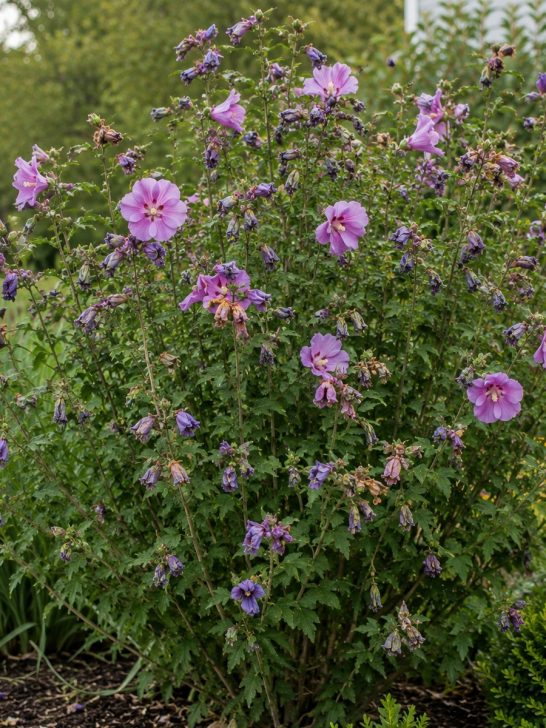 rose of Sharon after it blooms