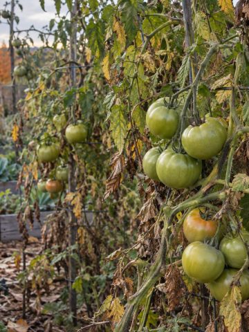 last of green tomatoes that ripen