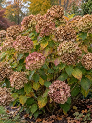 cut off hydrangea blooms in the fall