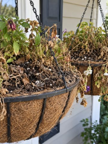save & recharge old potting soil