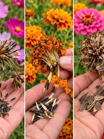 best annual flowers to save seeds from