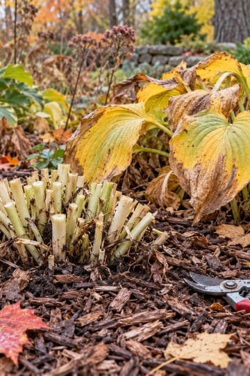 Hostas In November