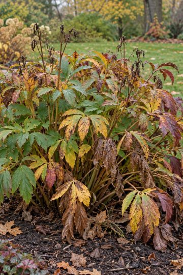 peony bushes in October