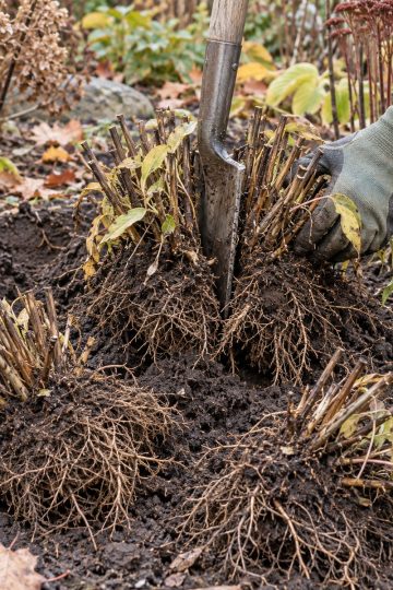 perennials you can still divide in late fall